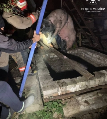 На Одещині врятували домашню тварину