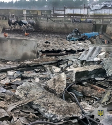 Росіяни вдарили ракетами по страусовій фермі в Запорізькій області - фото