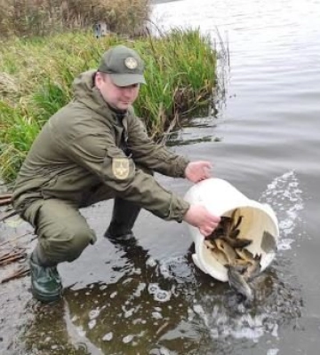 У Ковельське водосховище випустили понад 500 кг риби