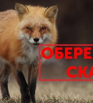 На Закарпатті на приватне домогосподарство забрела скажена лисиця