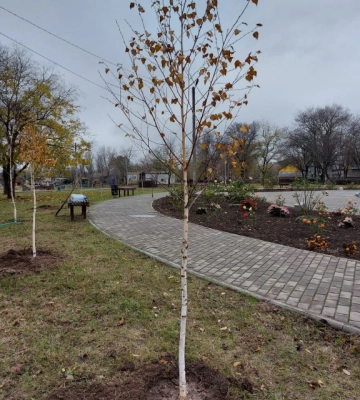 В Болграді винуватці в знищенні дерева відшкодували збитки в двократному розмірі