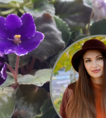 «Кожна рослинка – то моя дитинка!»: дівчина з Виноградова з трьох років вирощує фіалки (ФОТО)