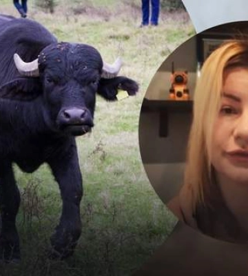 У харківський екопарк повернулися буйволи, які раніше втекли зі знищених вольєрів