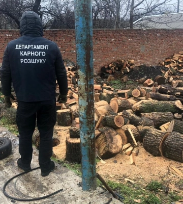 На Одещині група «чорних лісорубів» збагатилась на понад мільйон гривен, - ФОТО