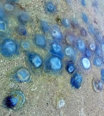 У Чорному морі до 7 російських кораблів, ракетоносіїв серед них немає - Братчук