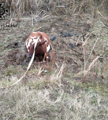 В Одеській області працівники ДСНС врятували з болота корову