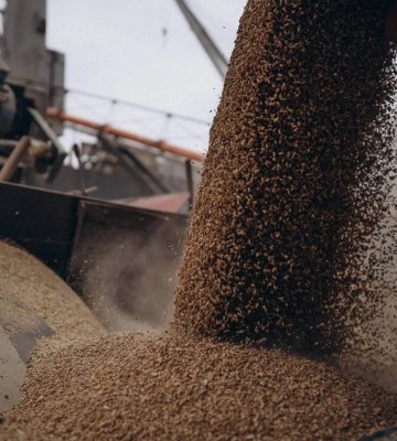 Украина вывезла 14 млн тонн продукции в рамках зернового коридора: как РФ тормозит экспорт