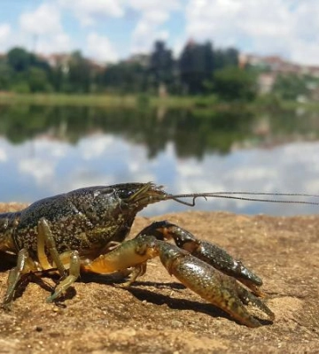На Одещині заборонили вилов делікатесів