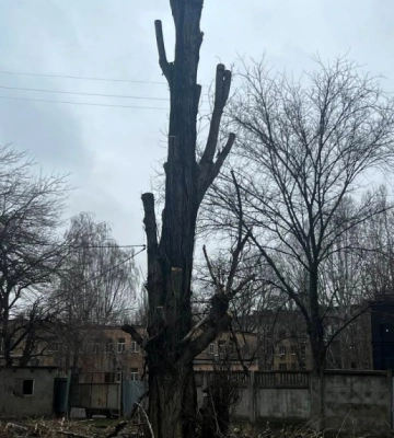 В Одесі за незаконно зрубані дерева чоловікові довелося сплатити штраф