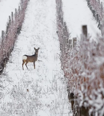 Місце сили. Українські виноградники увійшли до топ‑50 найгарніших у світі