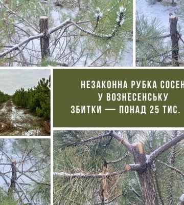 У Вознесенську викрили незаконну передноворічну рубку сосен