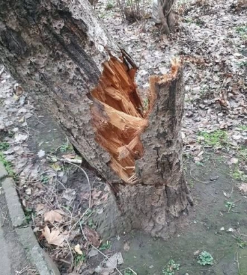 Впало вже три дерева: мешканці Миколаєва скаржаться на небезпечні тополі у дворі багатоповерхівки