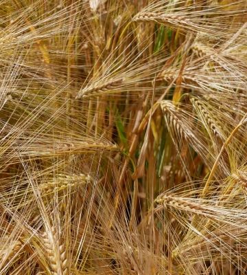 Ціни на соняшник в Україні продовжують знижуватись, але на 10% перевищують торішні