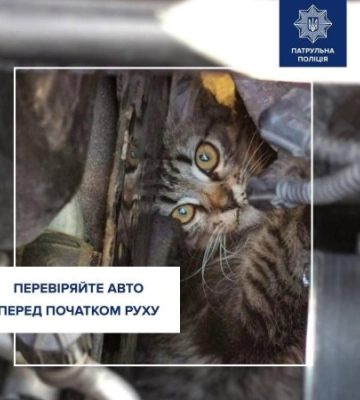 Холодна пастка під капотом: патрульні Закарпаття закликають берегти вуличних тварин