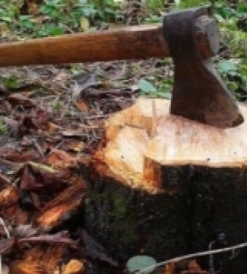 На Миколаївщині зафіксували масштабну незаконну рубку деревини