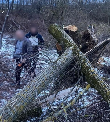 На Закарпатті на 8-річну дівчинку впало зрізане дерево. Дитина померла