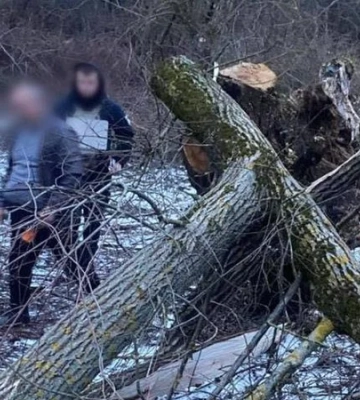 На Закарпатті на восьмирічну дівчинку впало дерево: вона померла до приїзду медиків