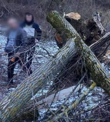 Медики просто не успели помочь: на Закарпатье упало дерево на маленькую девочку
