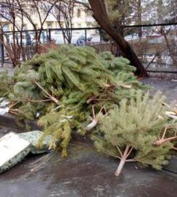 Де полтавцям залишити новорічну ялинку після свят