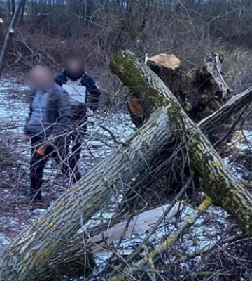 В Закарпатье дерево упало на 8-летнего ребенка: девочка погибла
