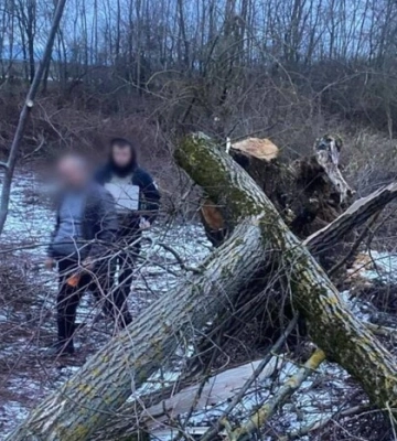 На Закарпатті на восьмирічну дівчинку впало дерево: вона померла до приїзду медиків
