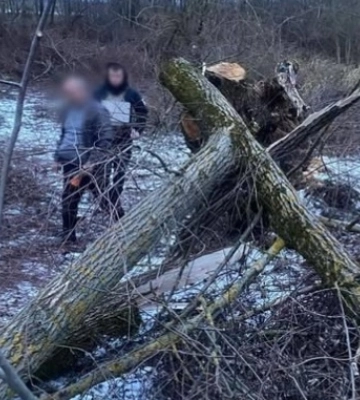 8-річна дівчинка загинула під деревом, яке пиляв знайомий сім’ї