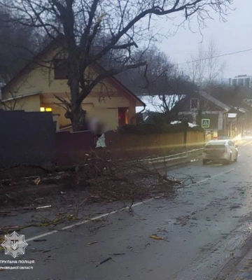 На вулиці Устима Кармелюка у Чернівцях впало дерево