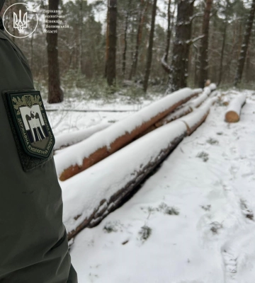 На Волині у заповіднику незаконно вирубали 127 дерев на майже 20 млн грн
