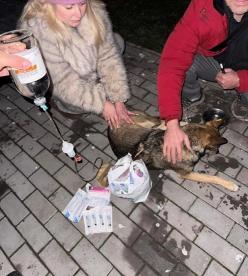 На Одещині масово труять безпритульних собак