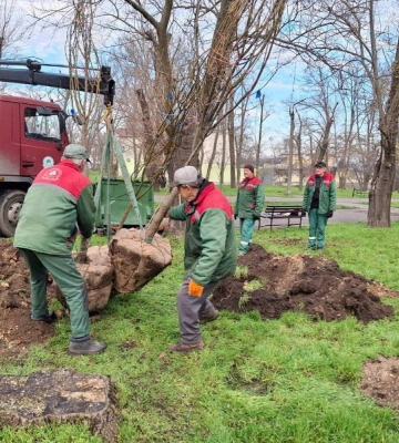 За рік комунальники висадили в Одесі більше двох тисяч дерев