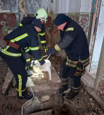 У Бердичеві бійці ДСНС Житомирщини врятували песика, який впав у каналізаційний колодязь