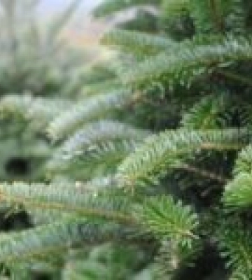 Через погодні умови у Львові продовжили графіки збору ялинок: коли і куди нести
