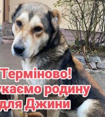 В полтавській електричці чоловік перевозив собаку з обмотаною скотчем мордою