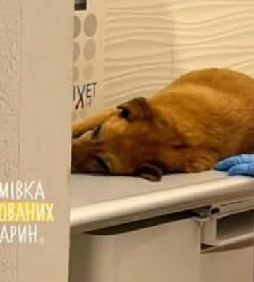 У Львівській області поліція знайшла водія, який переїхав собаку і втік