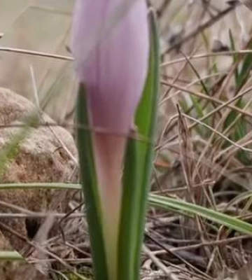 На Одещині неймовірно рано зацвіла рідкісна квітка