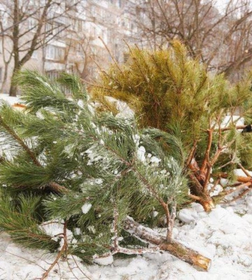 У Рівному суттєво зменшилась кількість викинутих ялинок та сосен - комунальники