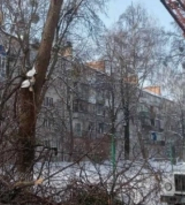 У Рівному комунальники стрижуть верби та обрізають гілля дерев
