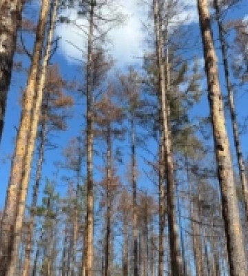 Ліси під загрозою: у шести областях України фіксують масове всихання дерев