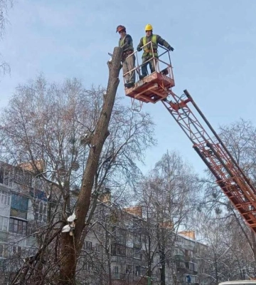 У Рівному комунальники стрижуть верби та обрізають гілля дерев