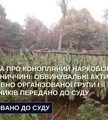 На Вінниччині учасників злочинної групи судитимуть за масштабний конопляний наркобізнес