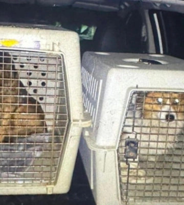 Силоміць напоїв горілкою собак - на Львівщині поліцейські розпочали кримінальне провадження