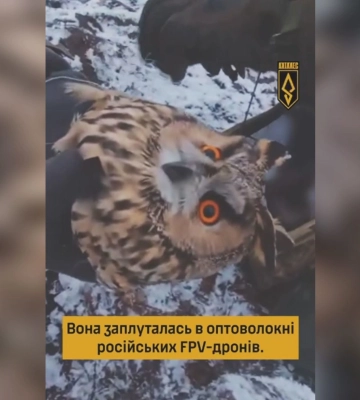 Сову врятували воїни “Ахіллеса” – птах заплутався в антидроновій сітці (відео)