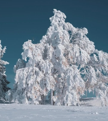 20 января температура в Киеве поднимется до -8°