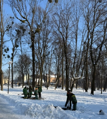 У парку Шевченка у Чернівцях при –8 саджають дерева