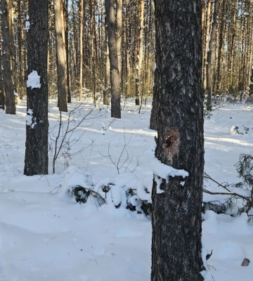 На Волині виявили незаконно зрізані дерева – відкрили кримінальне провадження