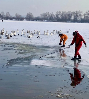 У Києві на озерах та ставках рятують рибу та птахів (ВІДЕО)