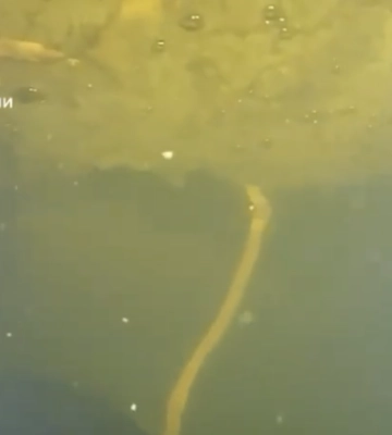 Водолази ДСНС у Києві провели унікальну спецоперацію на ТЕЦ у мороз до –15 °C, – Клименко, відео
