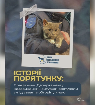 «Получила второй шанс»: в Харькове из-под завалов дома спасли кошку