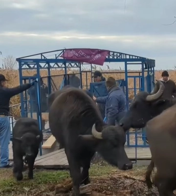 Відновлення екосистеми: на острів Білгородський у дельті Дунаю випустили 12 водяних буйволів