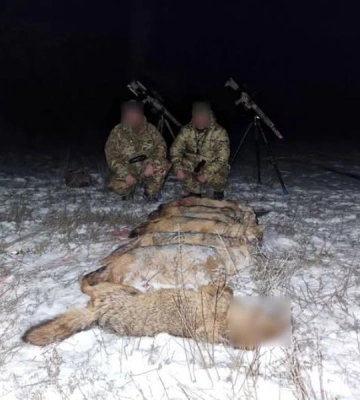 На Одещині незаконно відстріляли хижих тварин